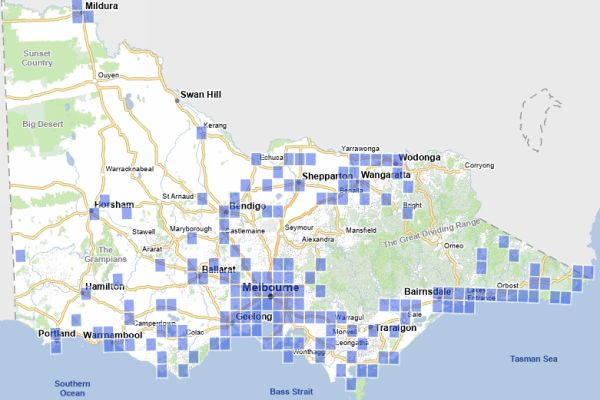 Grey-headed Flying-fox Victoria: (VBA&nbsp;2026).